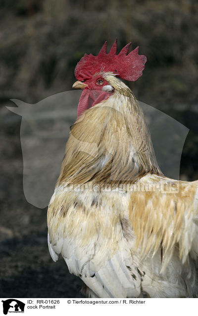 Hahn im Portrait / cock Portrait / RR-01626