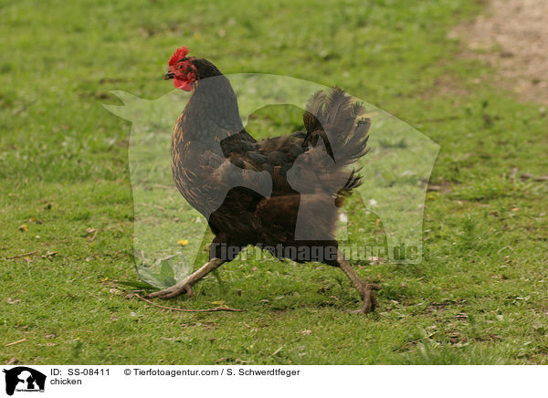 Huhn / chicken / SS-08411