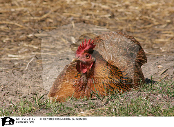 Haushuhn / domestic fowl / SG-01189