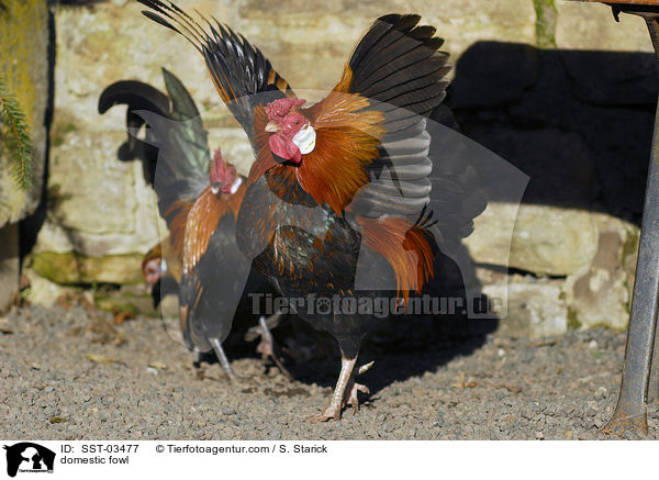 Haushuhn / domestic fowl / SST-03477