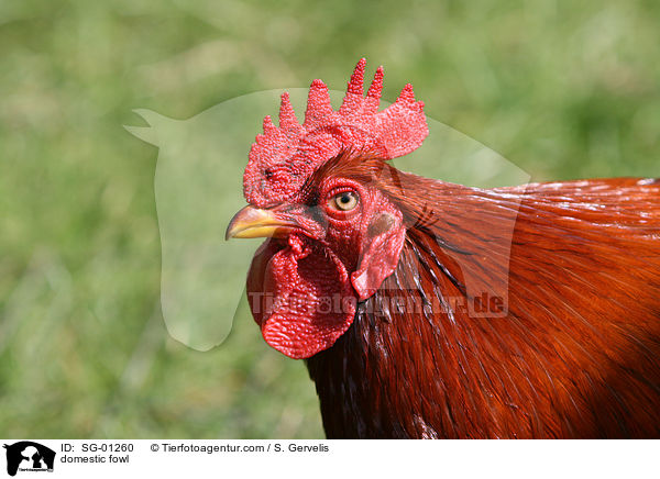 Haushuhn / domestic fowl / SG-01260