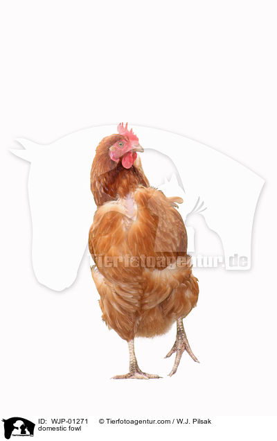 domestic fowl / WJP-01271