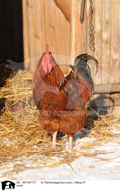 Hahn / cock / AP-04177