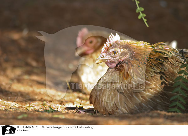 Hhner / chicken / HJ-02167