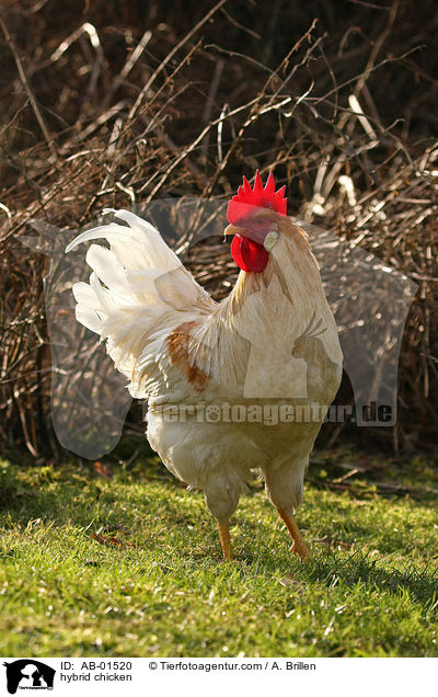 Hybridhahn / hybrid chicken / AB-01520