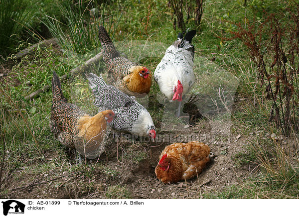 Hhner / chicken / AB-01899