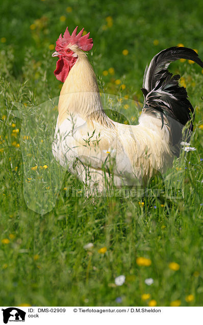 Hahn / cock / DMS-02909