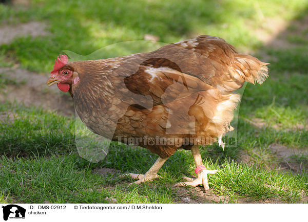 Huhn / chicken / DMS-02912