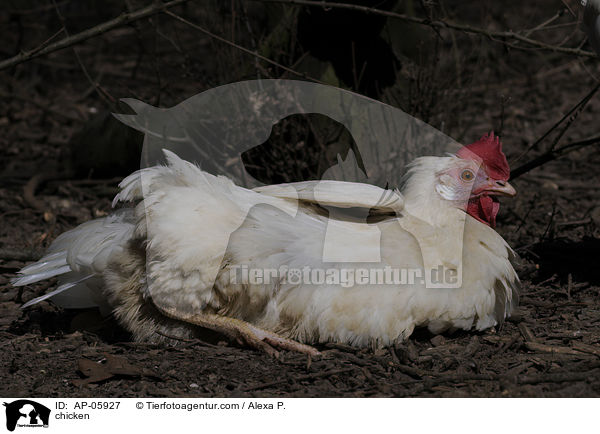 Huhn / chicken / AP-05927