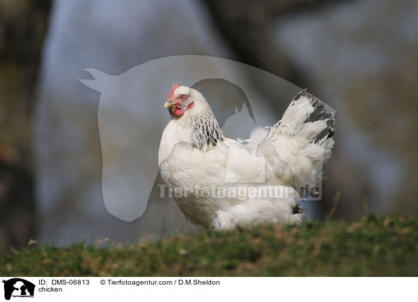 Huhn / chicken / DMS-06813