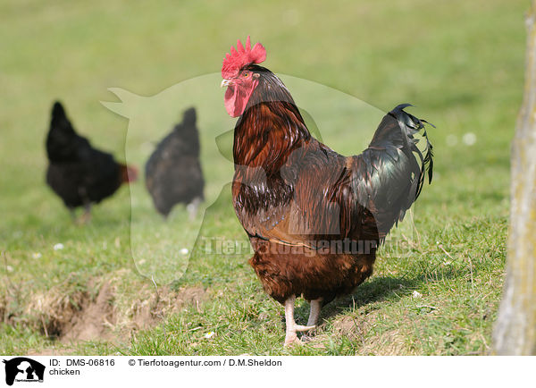 Hhner / chicken / DMS-06816