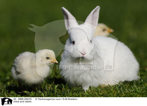 Kken und Kaninchen / chick and rabbit / DMS-06878