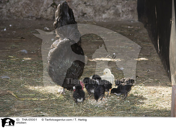 Hhner / chicken / THA-05001