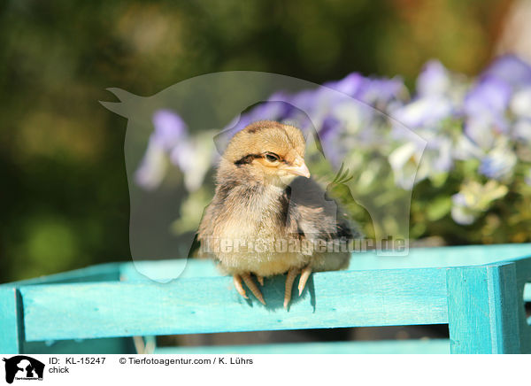 Kken / chick / KL-15247
