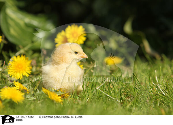 Kken / chick / KL-15251