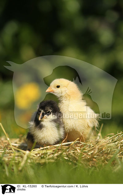Kken / chicks / KL-15260