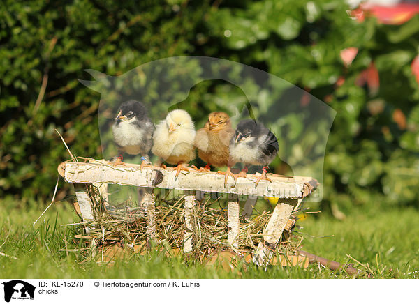chicks / KL-15270