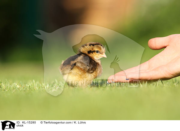 chick / KL-15280