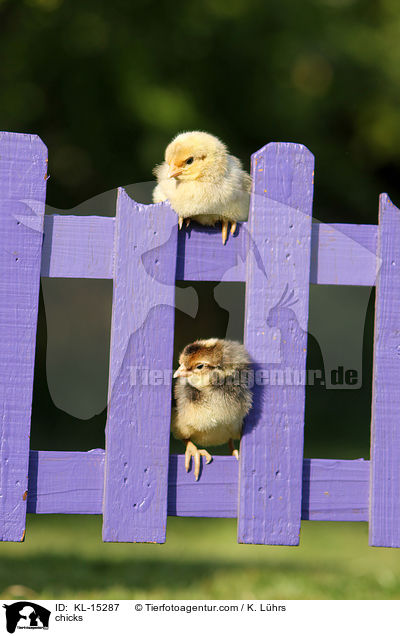 Kken / chicks / KL-15287