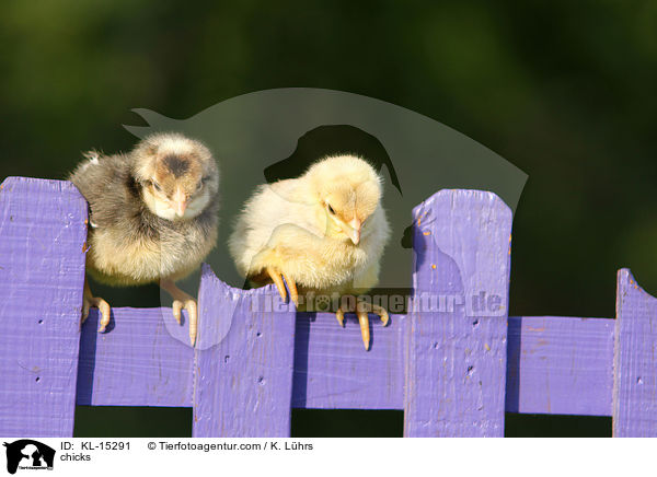 Kken / chicks / KL-15291