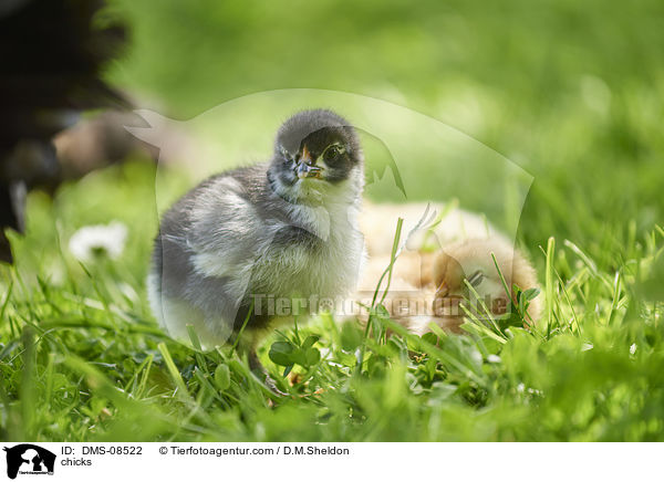 Kken / chicks / DMS-08522
