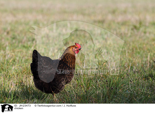 chicken / JH-23473