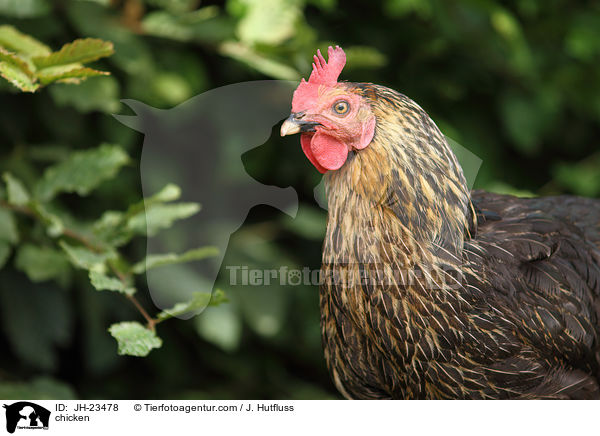 chicken / JH-23478