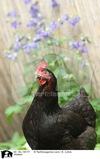 Huhn / chicken / KL-18177