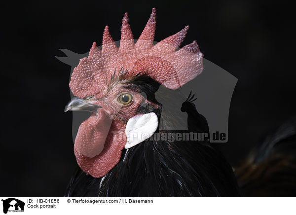Hahn Portrait / Cock portrait / HB-01856