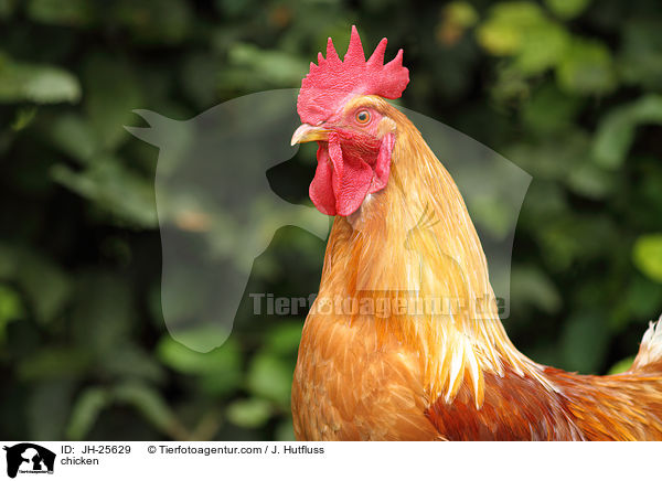 chicken / JH-25629