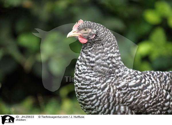 Huhn / chicken / JH-25633
