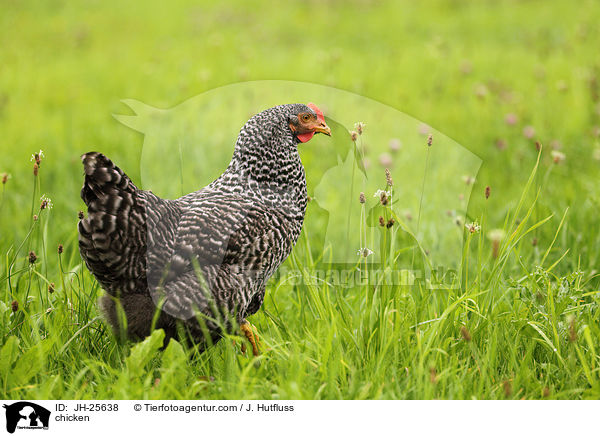 Huhn / chicken / JH-25638