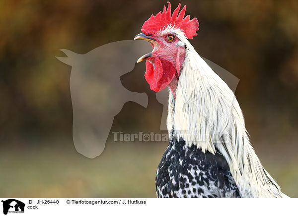 Hahn / cock / JH-26440