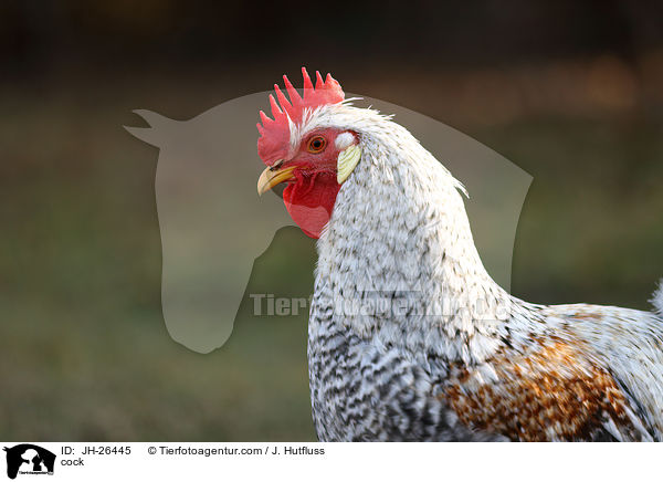 Hahn / cock / JH-26445
