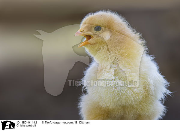 Kken Portrait / Chicks portrait / BDI-01142