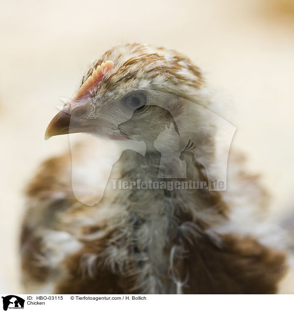 Kken / Chicken / HBO-03115