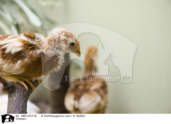 Kken / Chicken / HBO-03116