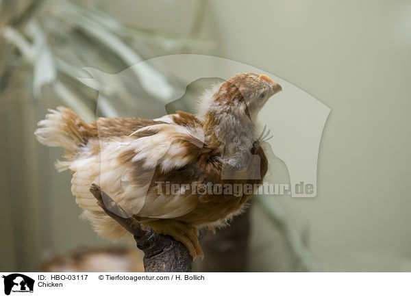 Kken / Chicken / HBO-03117