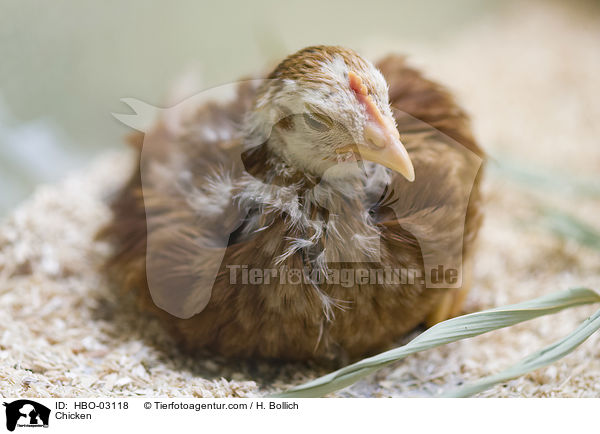 Kken / Chicken / HBO-03118