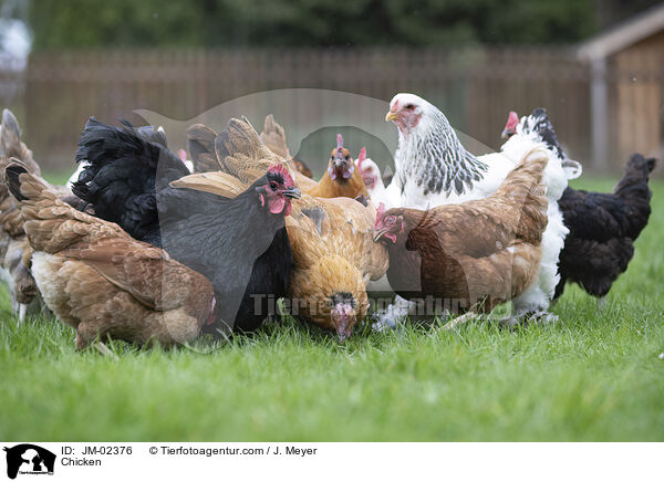 Hhner / Chicken / JM-02376