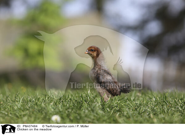 Kken auf der Wiese / Chicken on the meadow / PM-07484