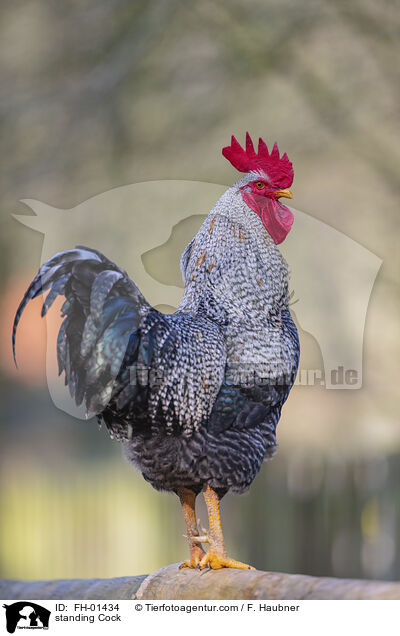 stehender Hahn / standing Cock / FH-01434