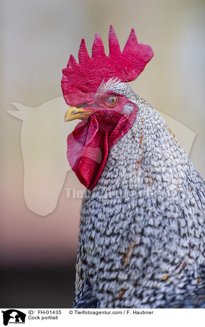 Cock portrait / FH-01435