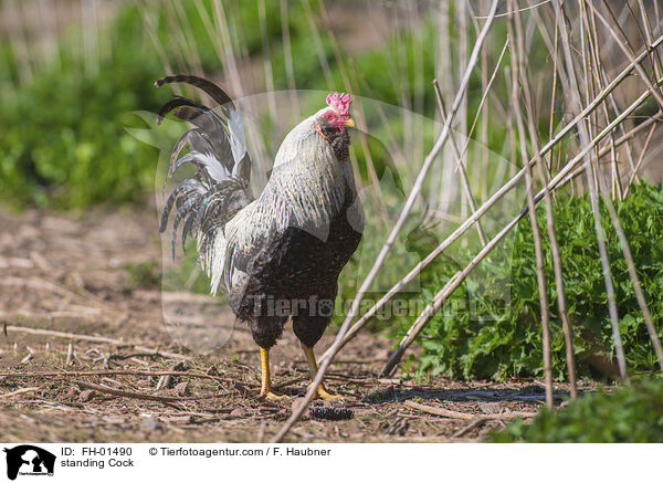 stehender Hahn / standing Cock / FH-01490