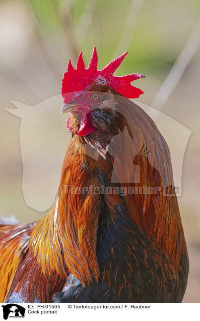 Hahn Portrait / Cock portrait / FH-01505
