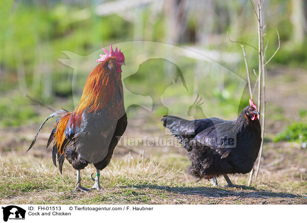 Hahn und Hhner / Cock and Chicken / FH-01513