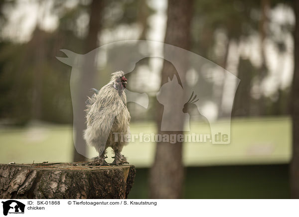 Huhn / chicken / SK-01868