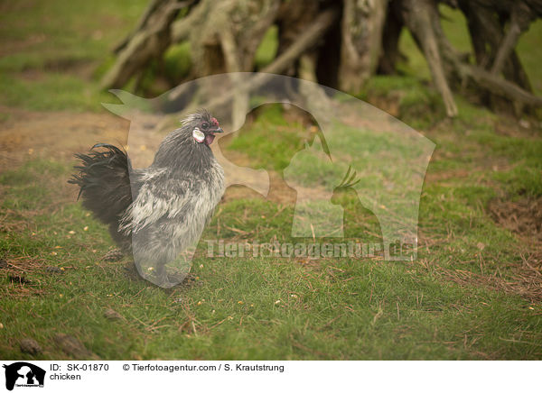 Huhn / chicken / SK-01870