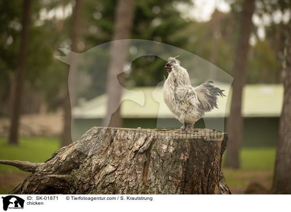 Huhn / chicken / SK-01871