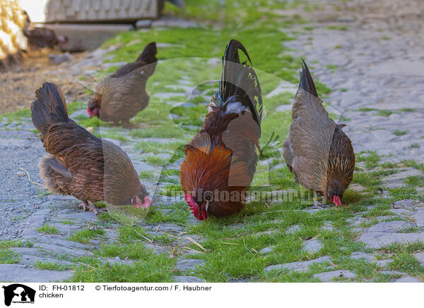 Hhner / chicken / FH-01812